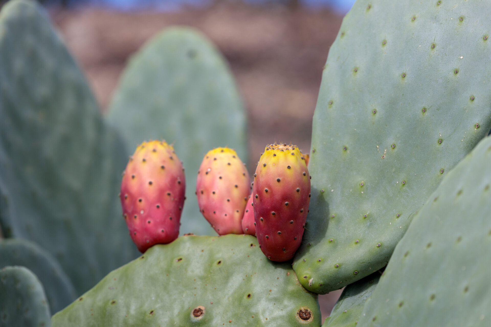 Prickly pear cactus close up with fruit in red color, cactus spines.