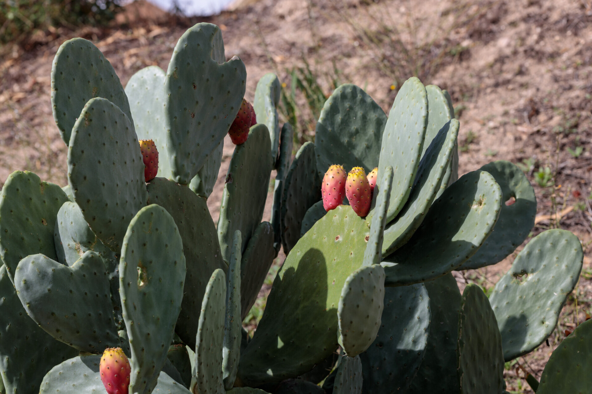 Prickly pear cactus with fruit in red color, cactus spines.