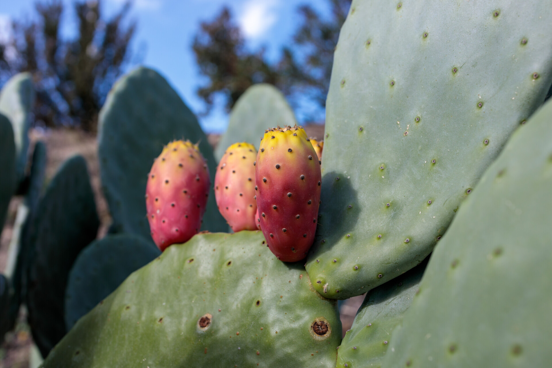 Prickly pear cactus close up with fruit in red color, cactus spines.