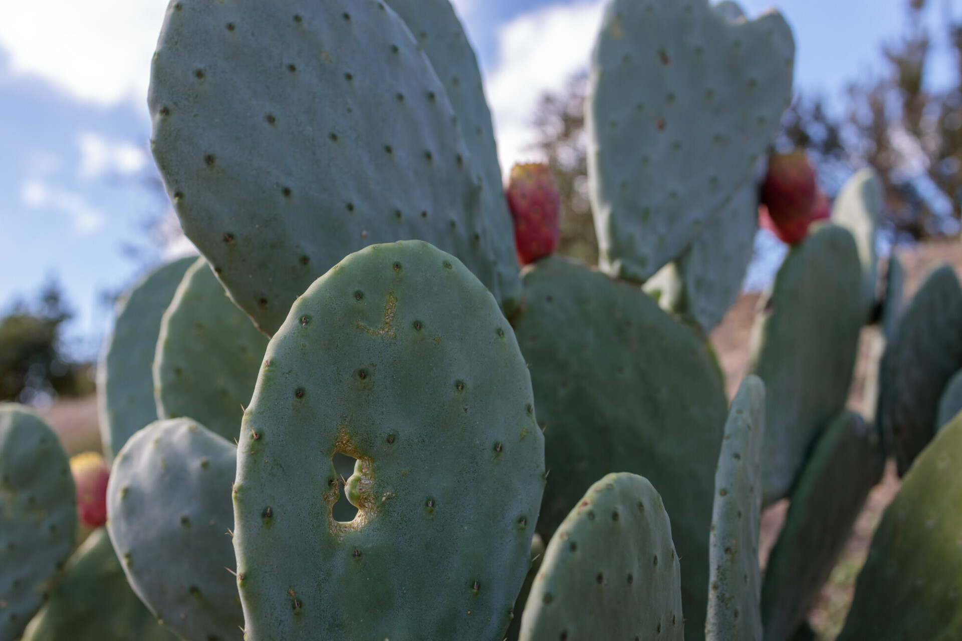 Prickly pear cactus (Opuntia, ficus-indica, Indian fig opuntia) with fruits