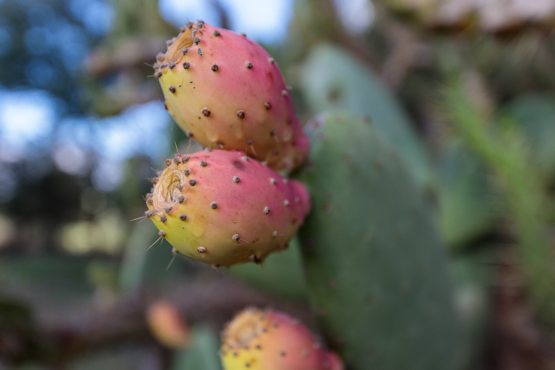 Prickly pear cactus (Opuntia ficus-indica) with red fruits.