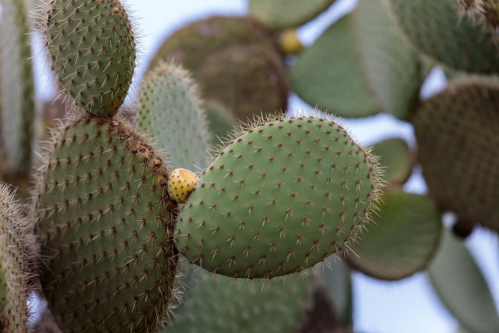 Prickly pear cactus (Opuntia ficus-indica) with sweet orange fruits.