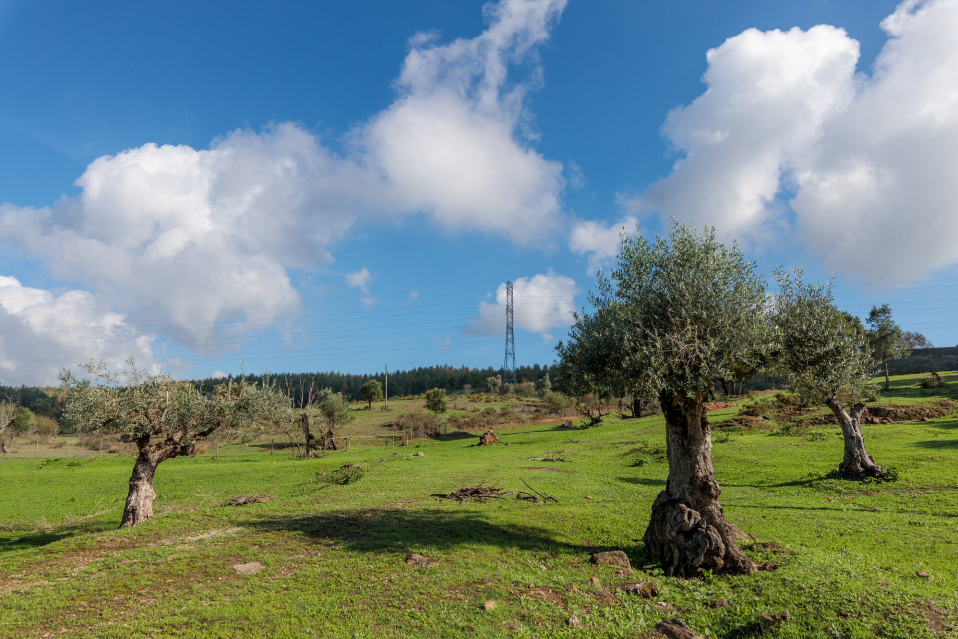 Olive trees plantation in Salento, Italy