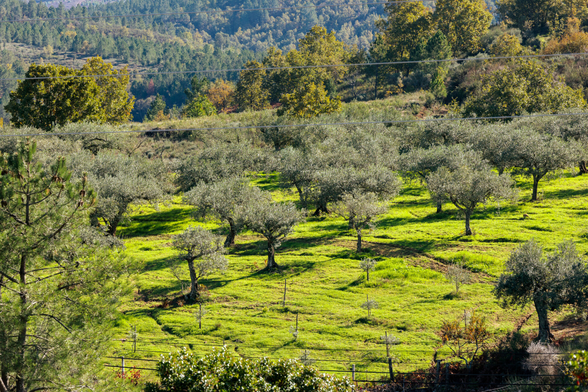 Big and old ancient olive tree in the olive garden in Mediterranean