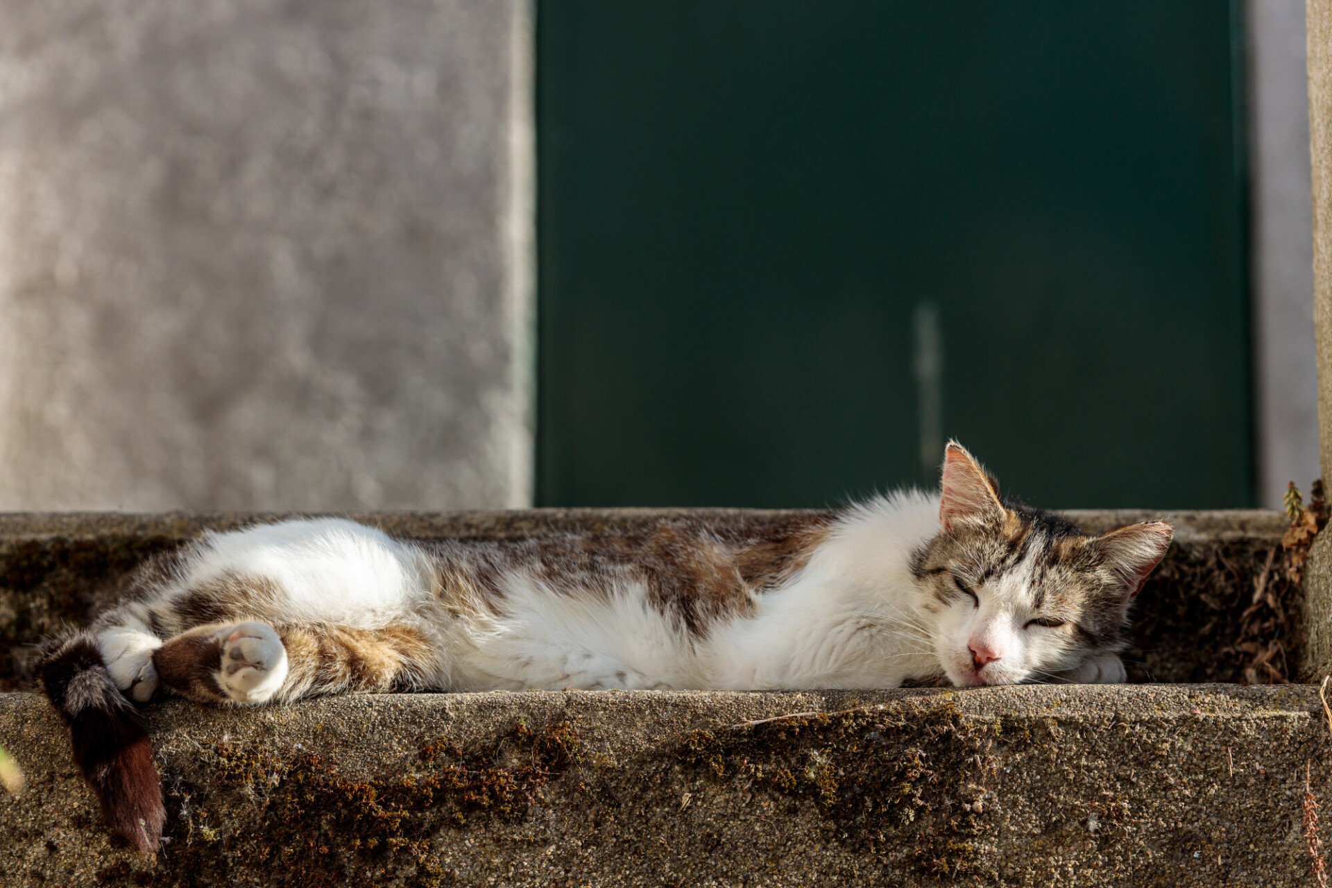 Street Serenity: Relaxed Cat Lounging on Staircase