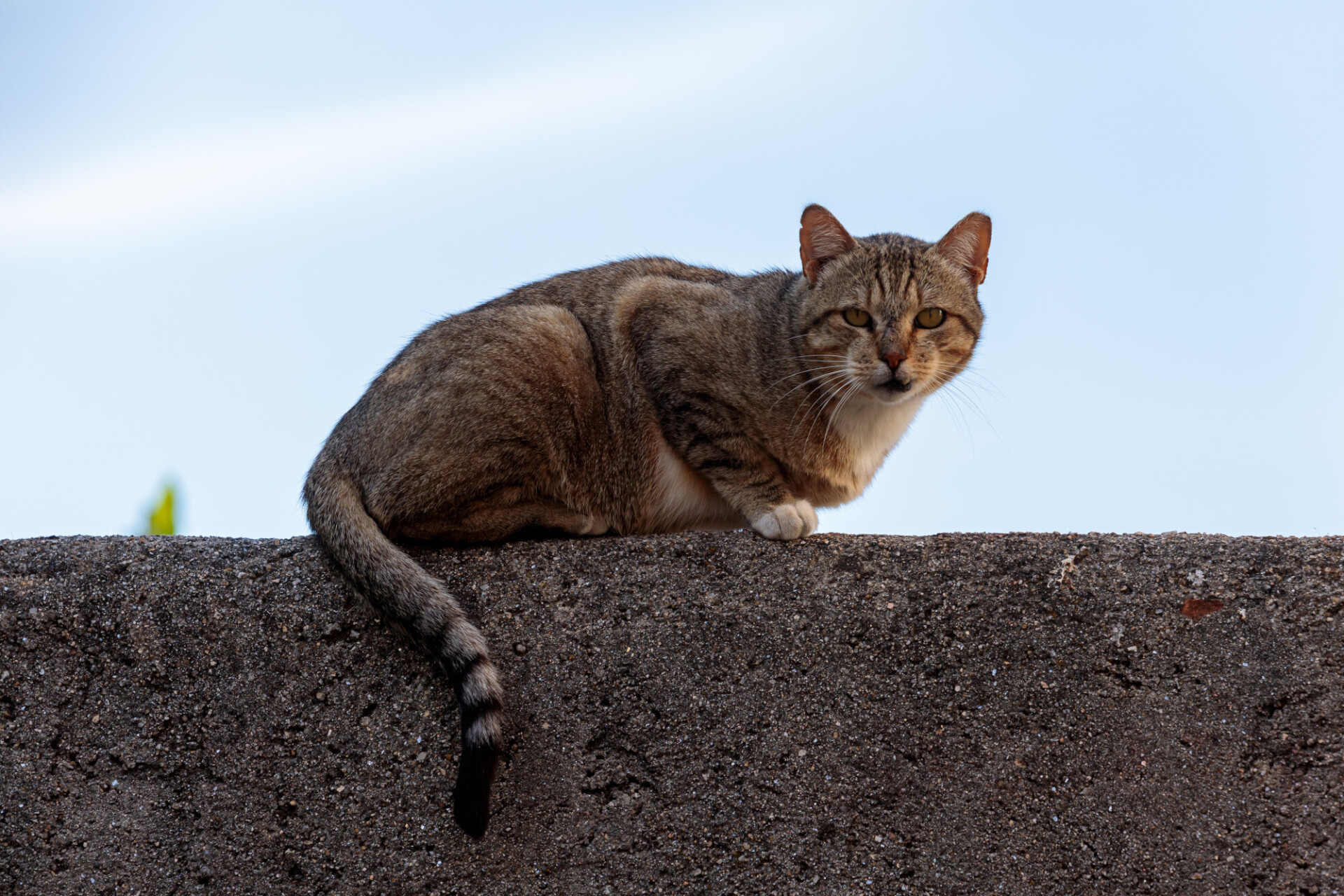 Quirky Charm: Street Cat with Crooked Tooth Perched on a Wall
