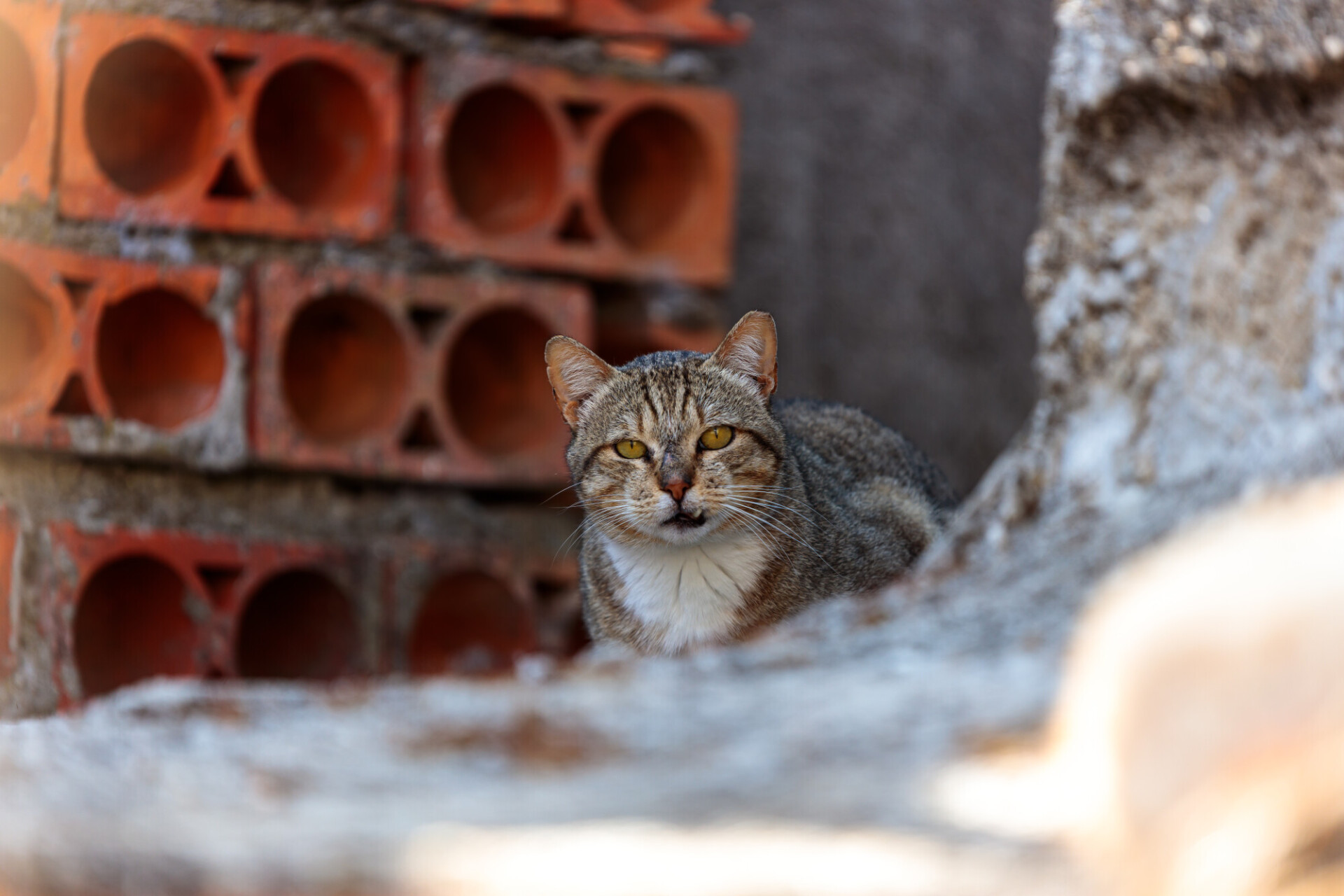 Untamed Solitude: Street Cat in an Abandoned House