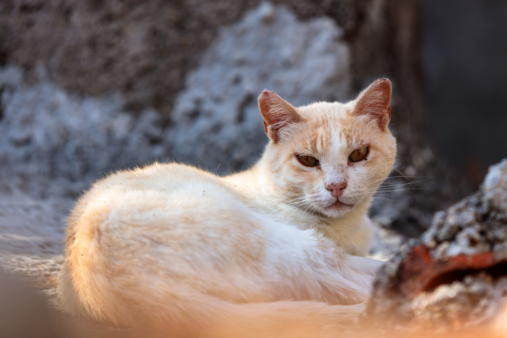 Quiet Contemplation: White Street Cat Relaxing on the Terrace of an Abandoned House