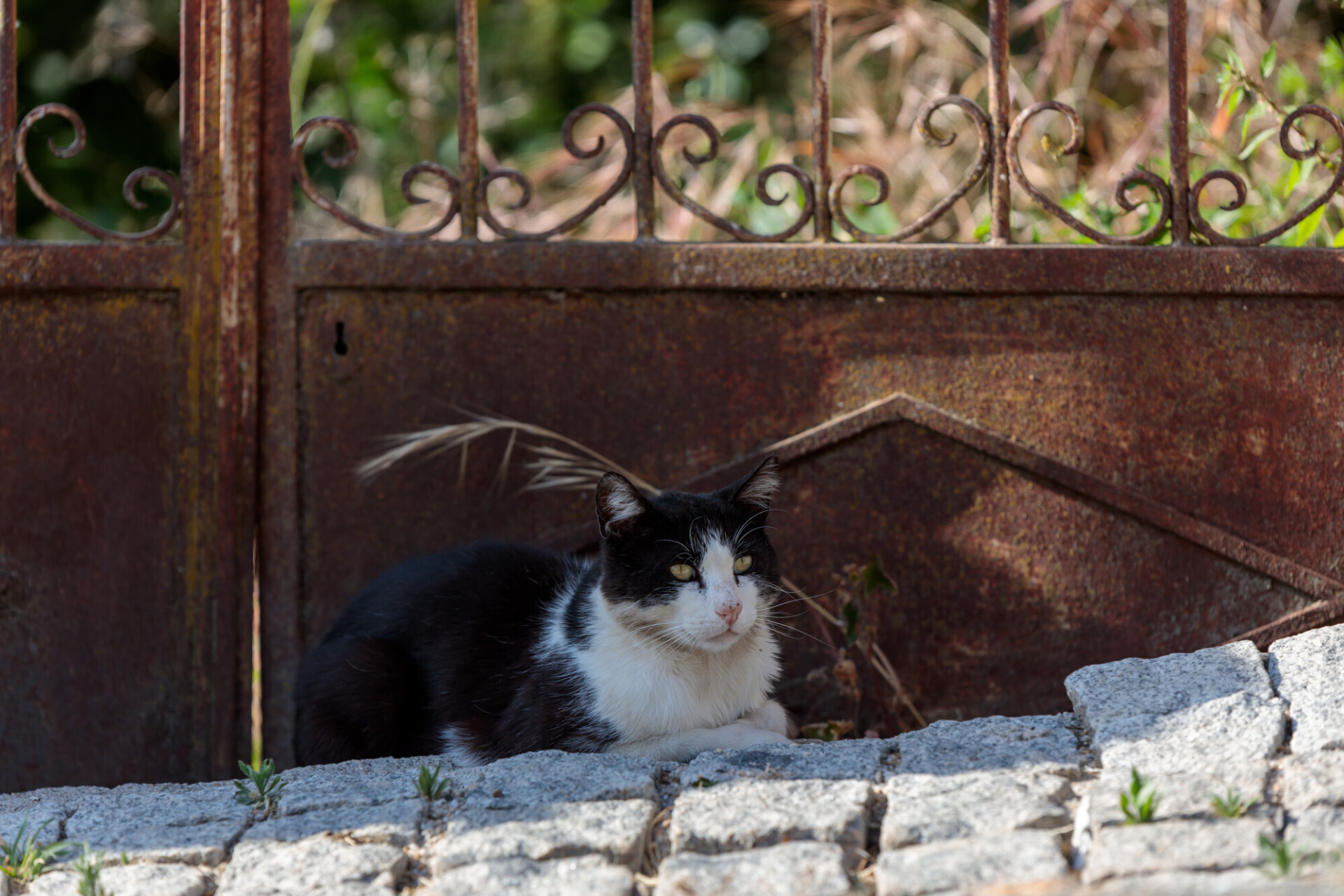 Tranquil Moments: Cat Lounging in Front of Rusty Garden Gate