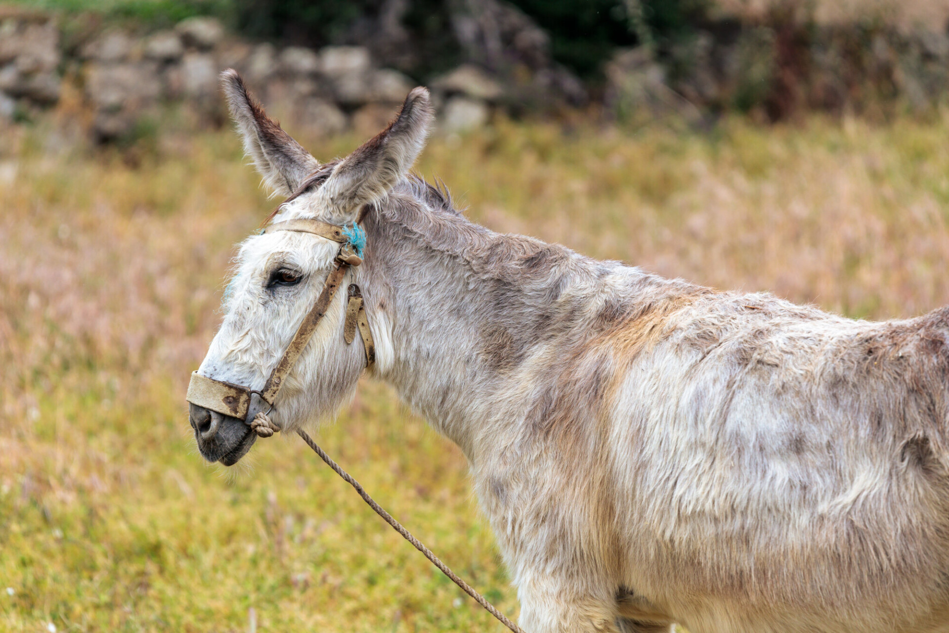 Graceful Serenity: Portrait of a White Portuguese Donkey