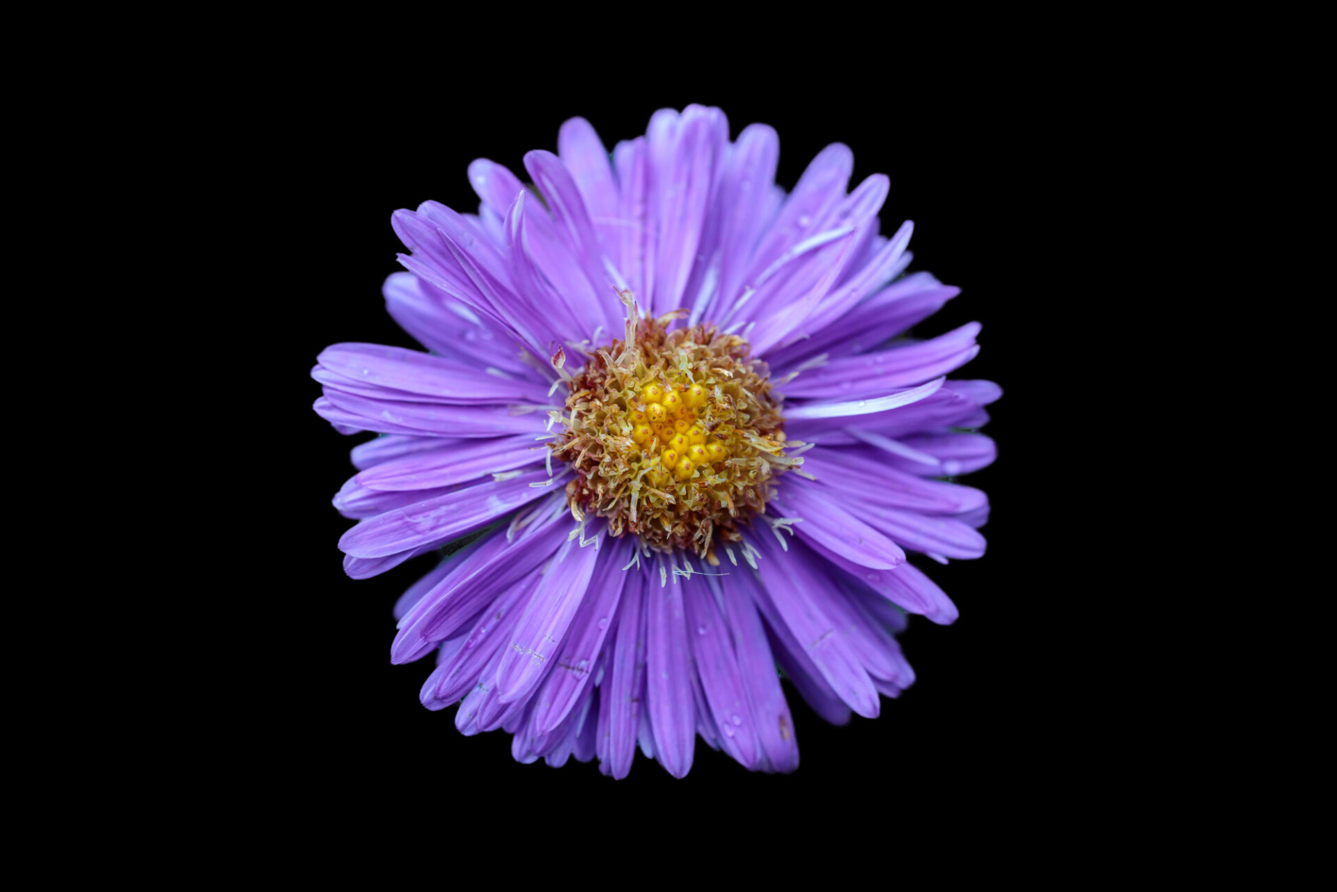 aster flower blackbackground