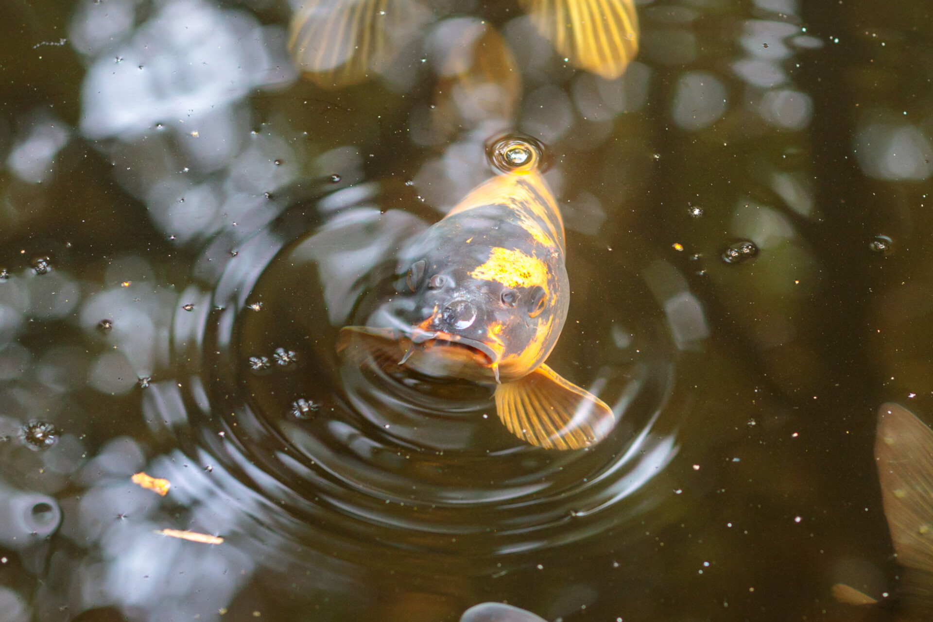 Curious fish peeking out of the water