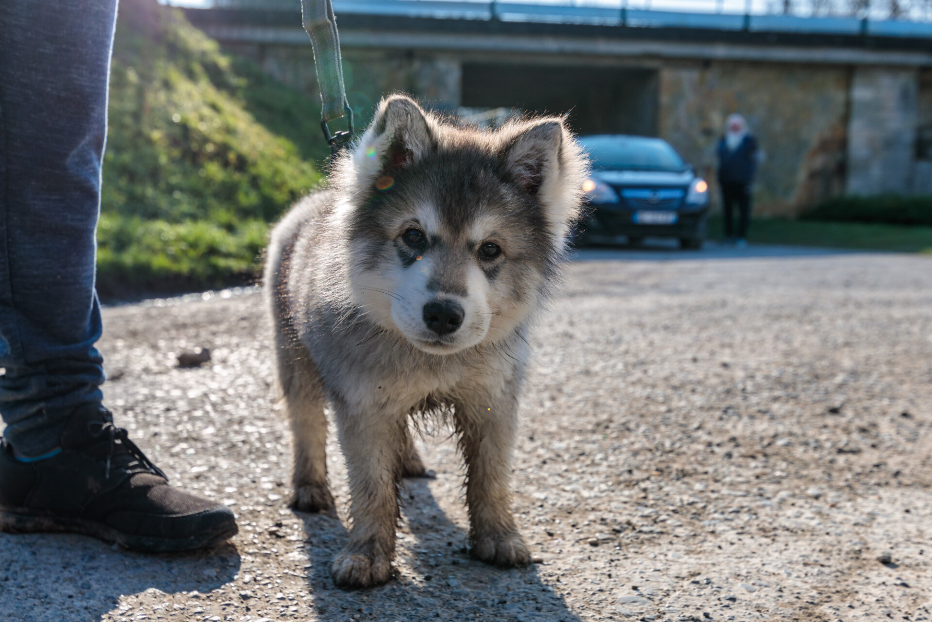 Husky Baby