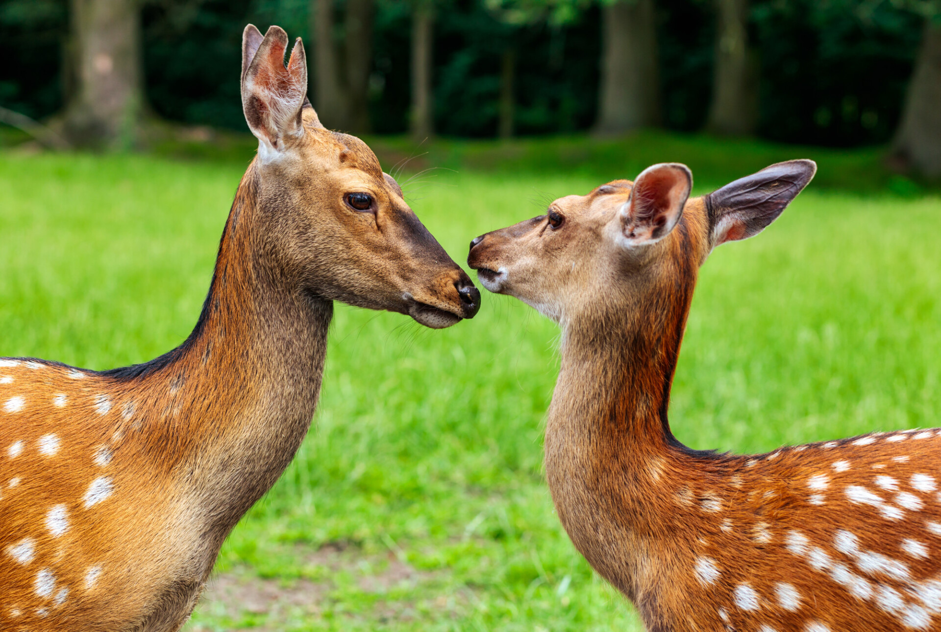 Kissing deer