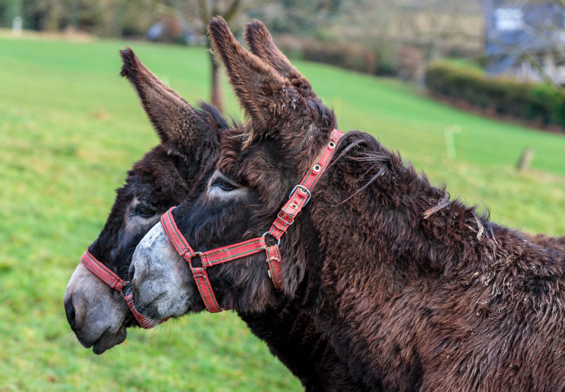 Portrait of two donkeys