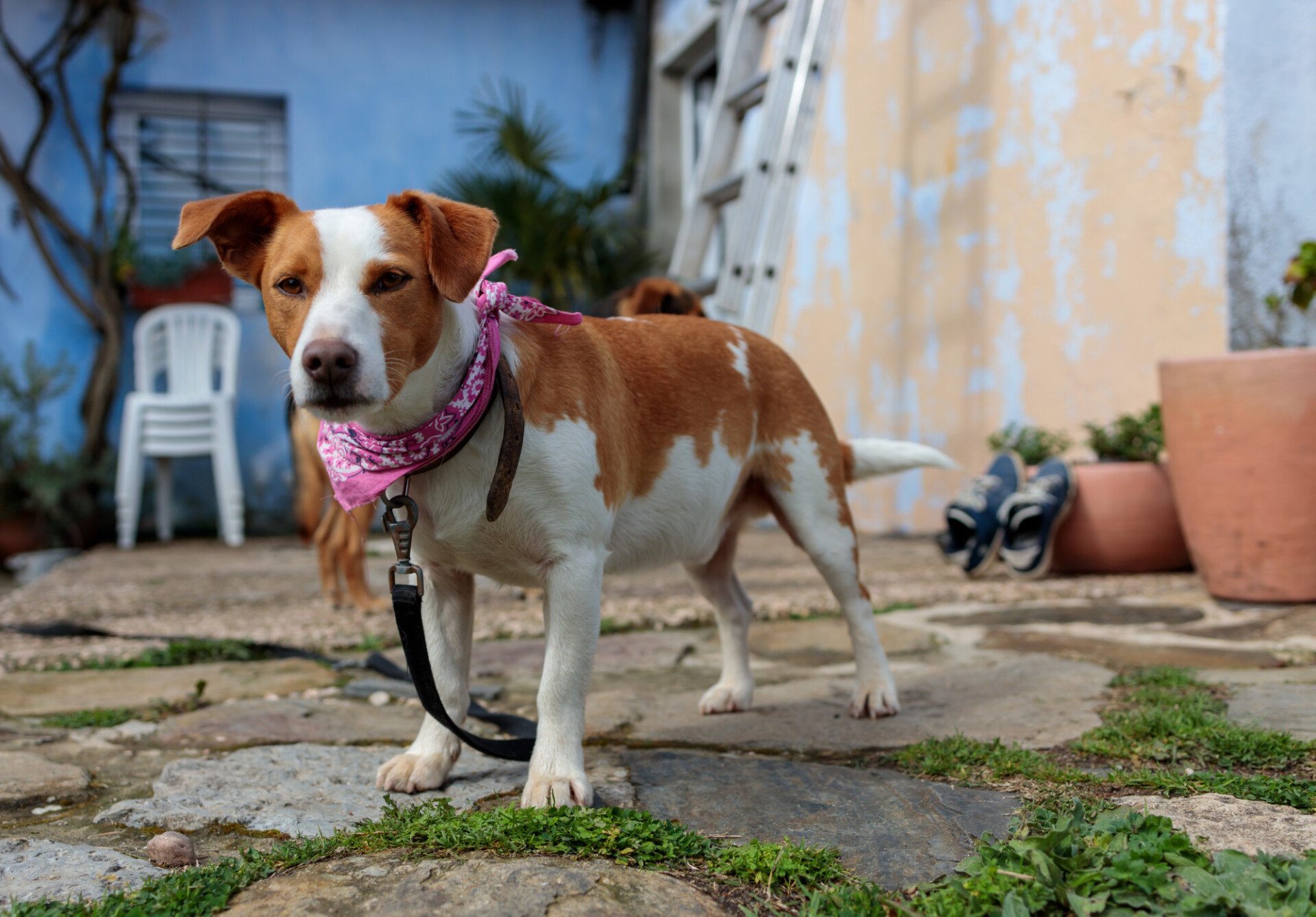 Cute Brown and White Dog