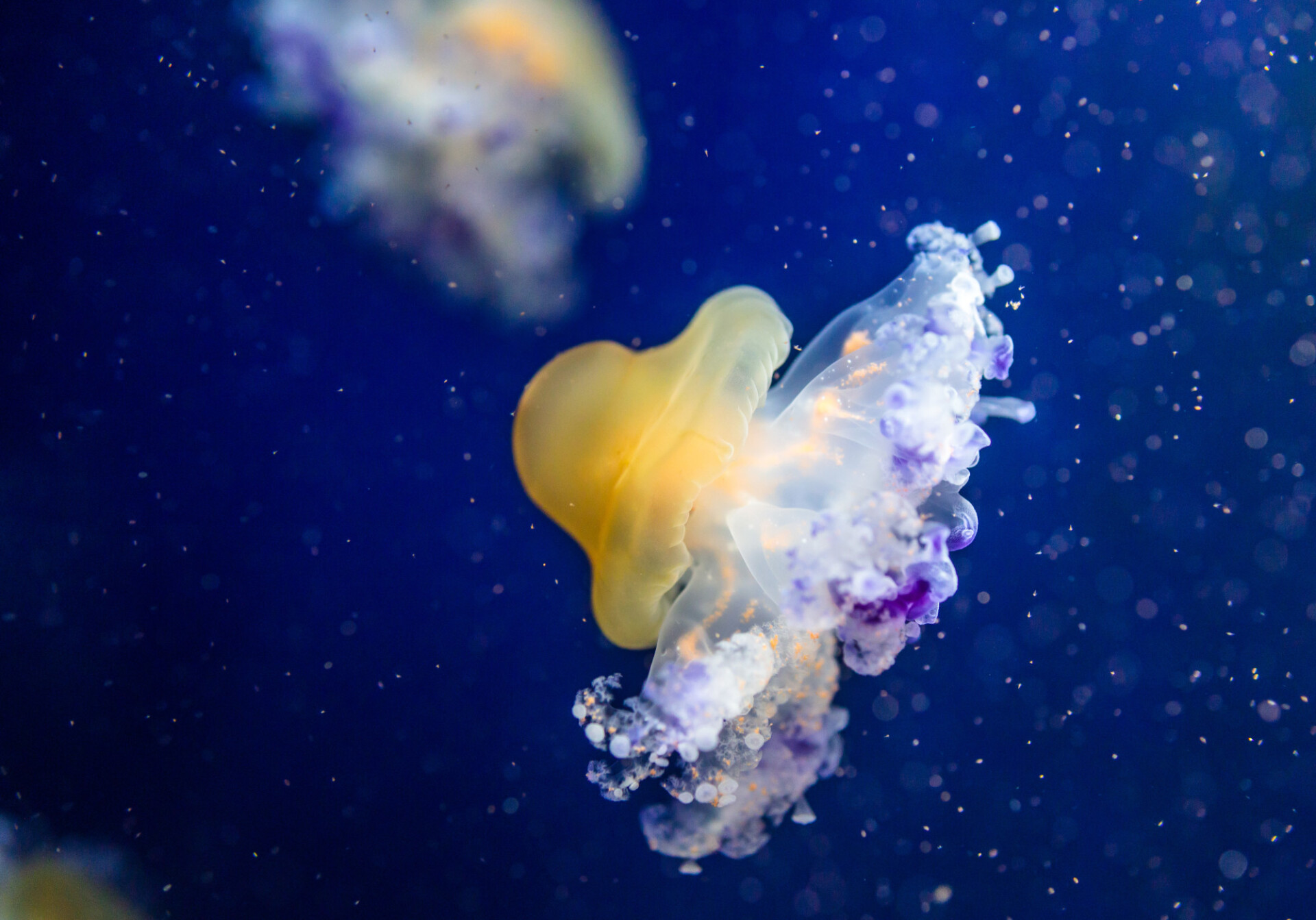 Cotylorhiza tuberculata a species of jellyfish, of the phylum Cnidaria.