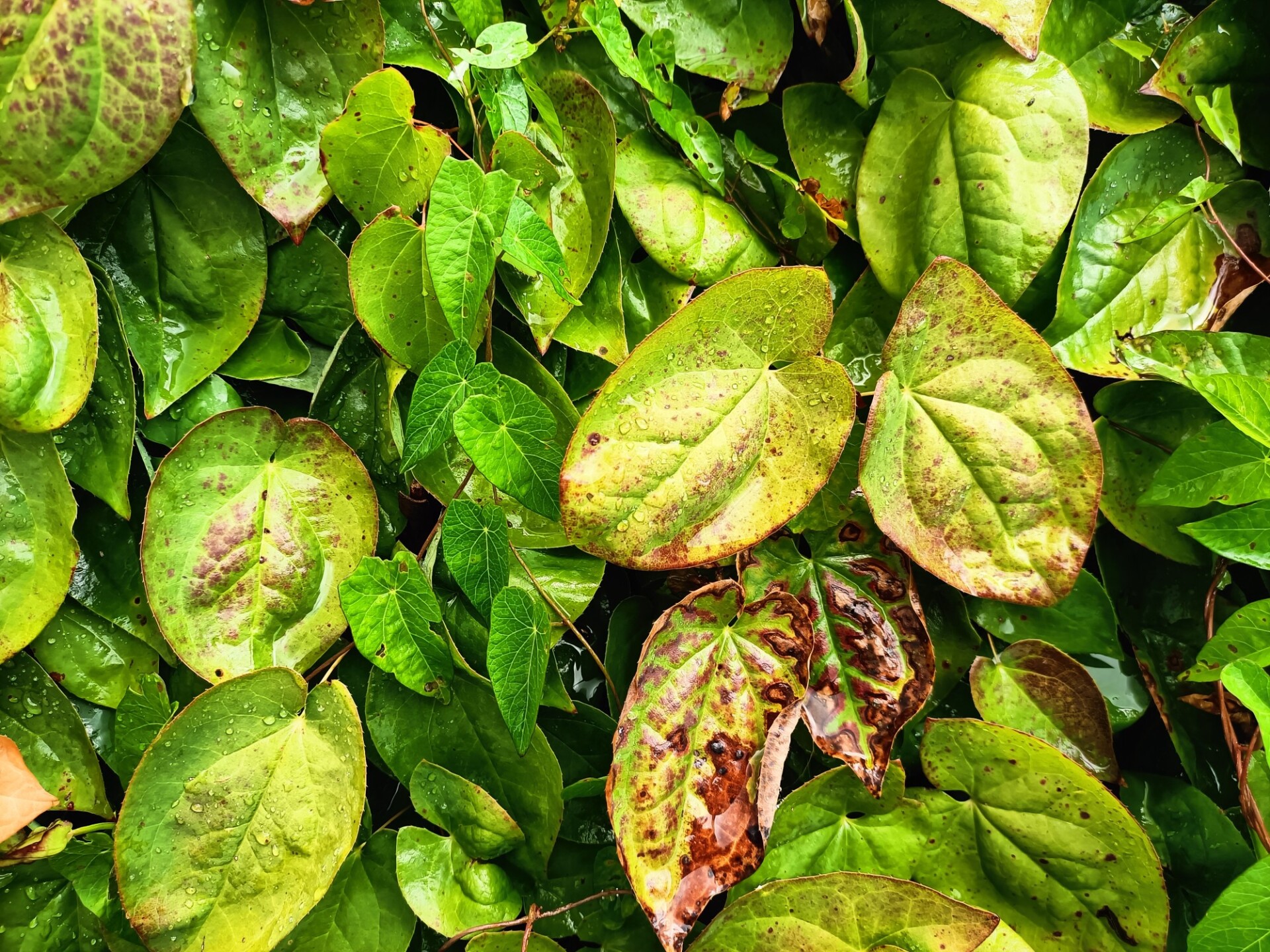 Green leaves background