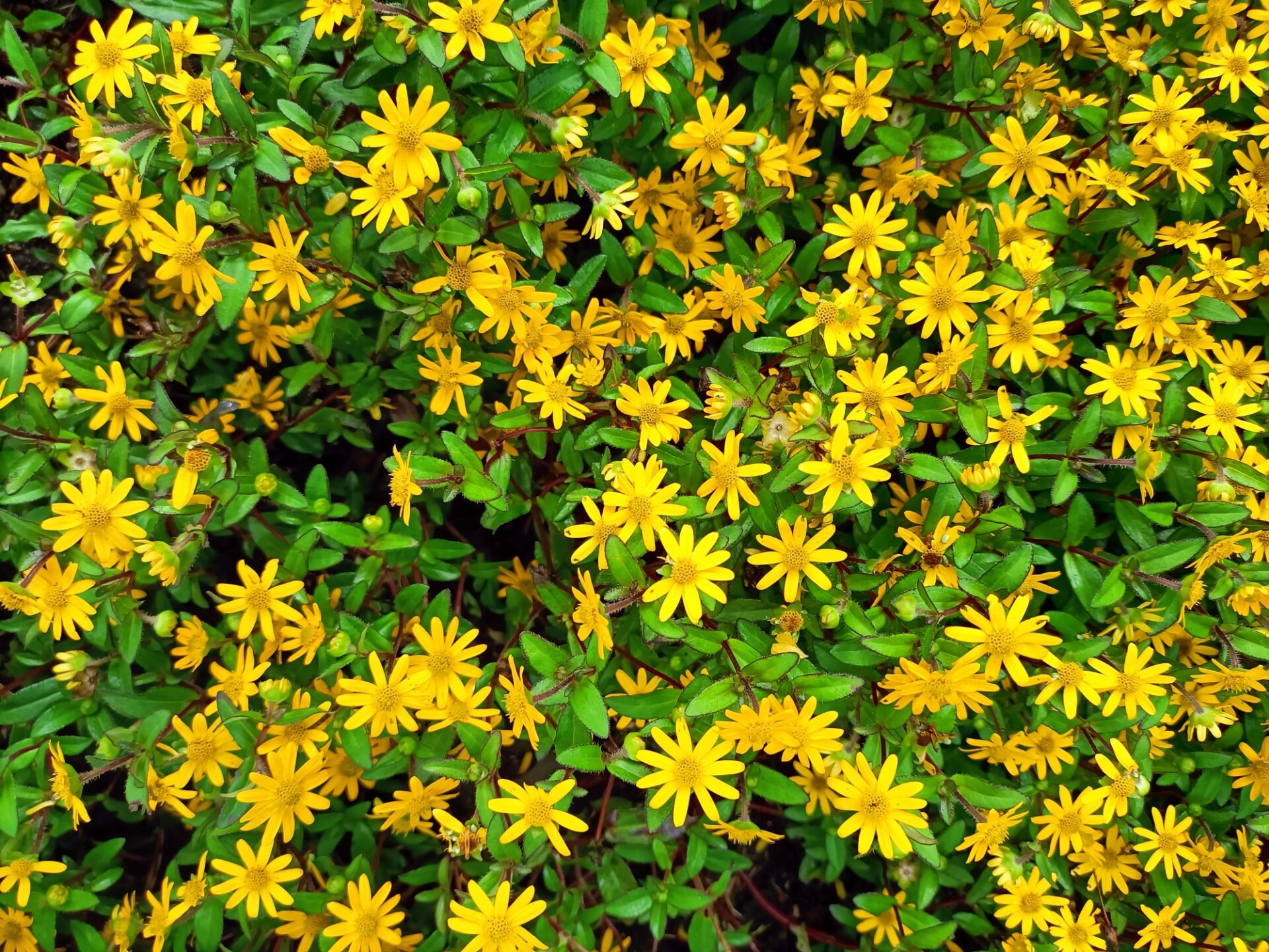 Yellow flowers background