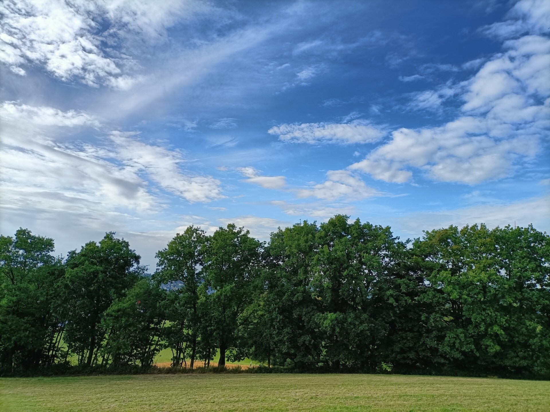 German landscape with trees