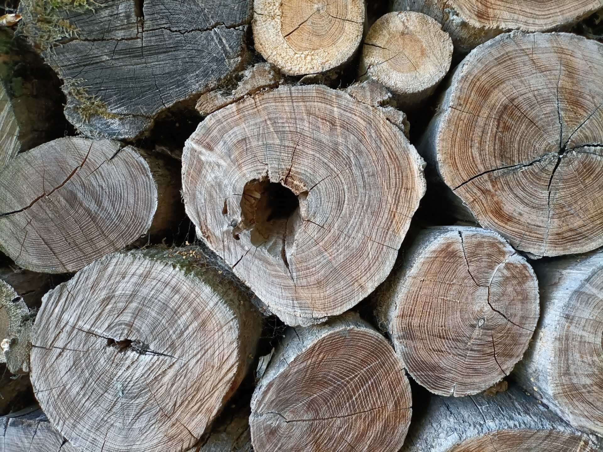 Wooden rings texture