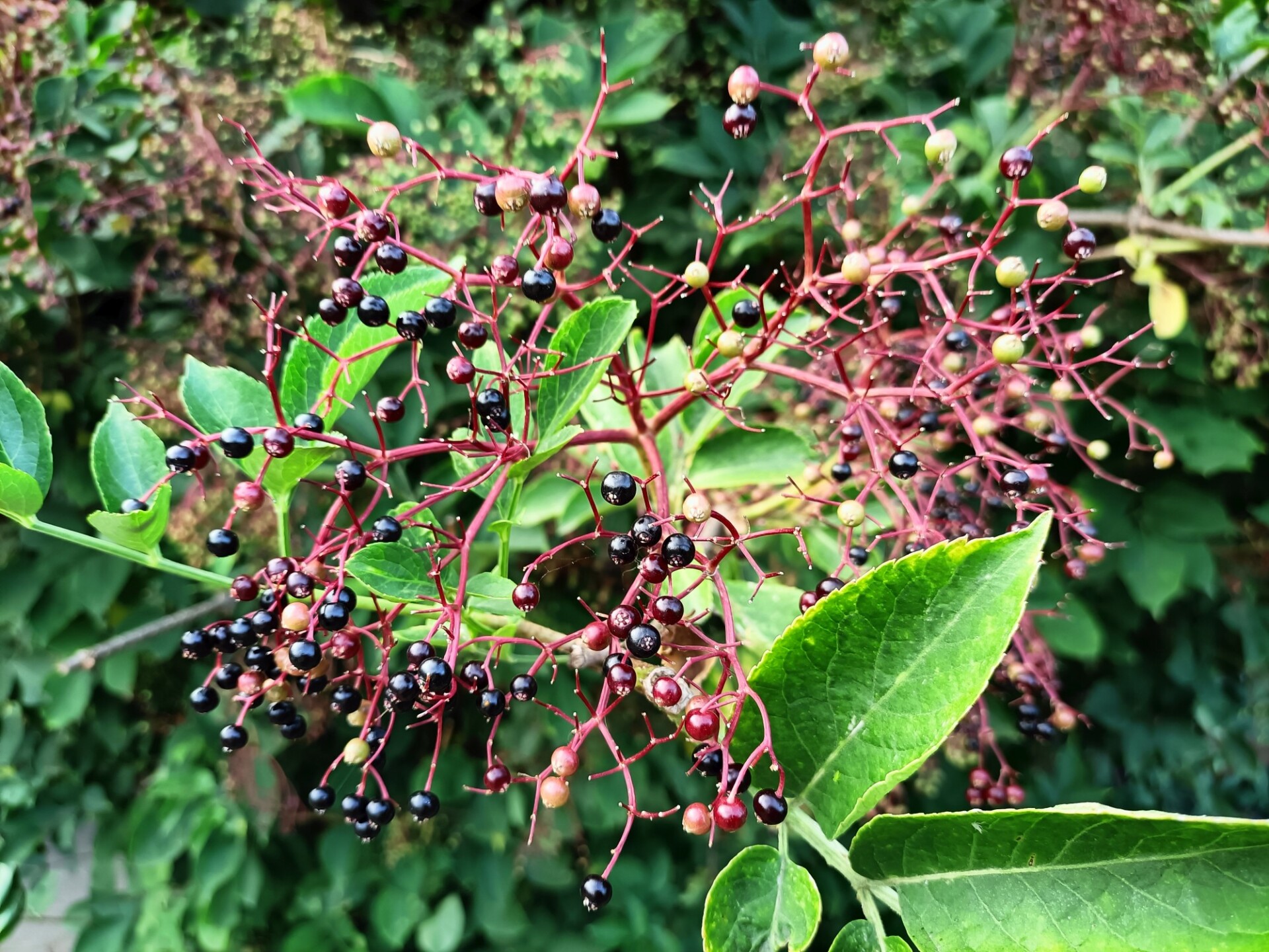 Elderberries