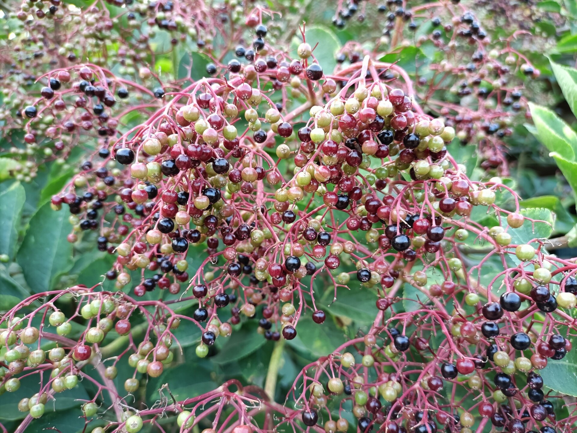 Elderberries on a tree