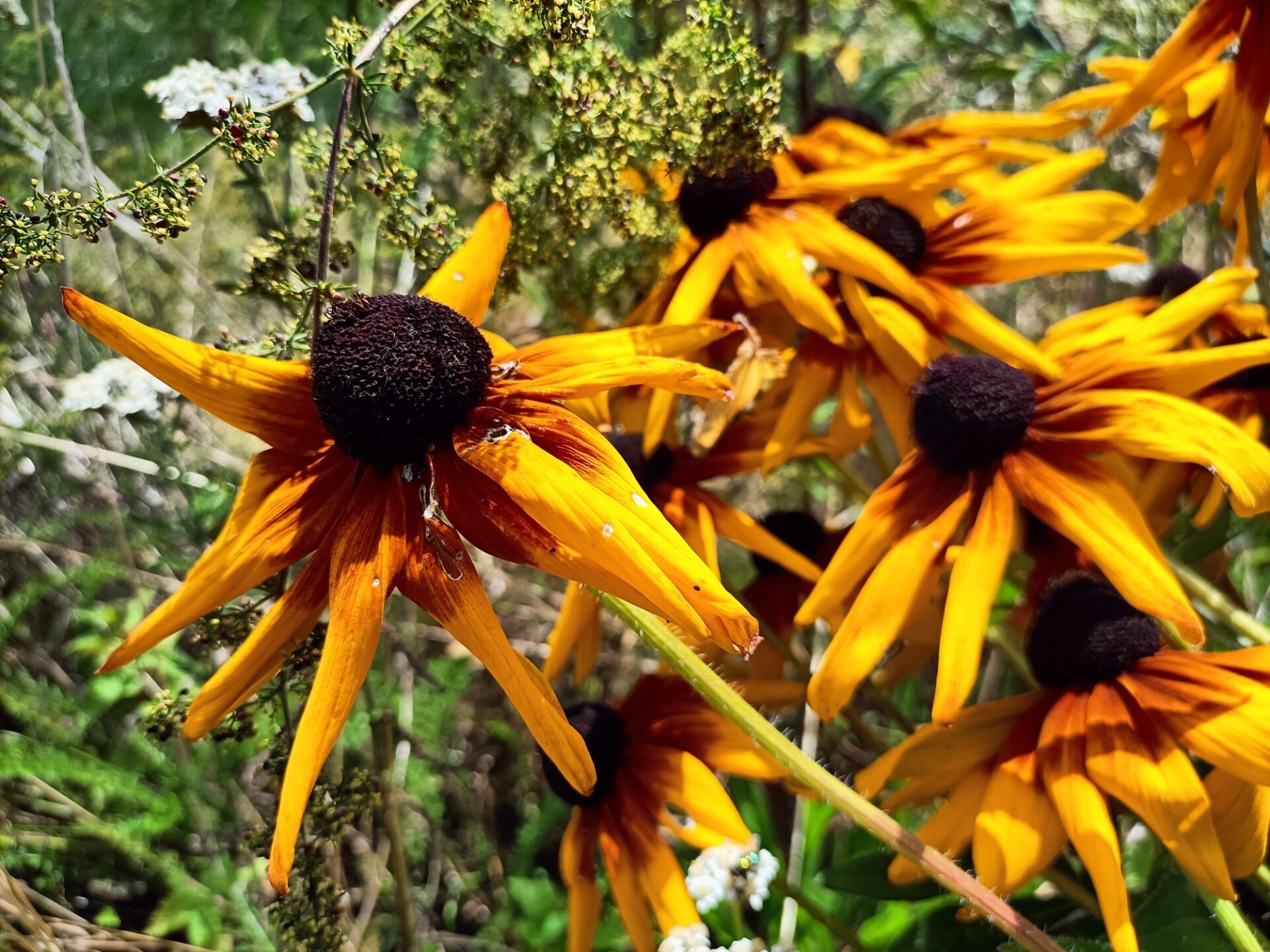 yellow rudbeckia