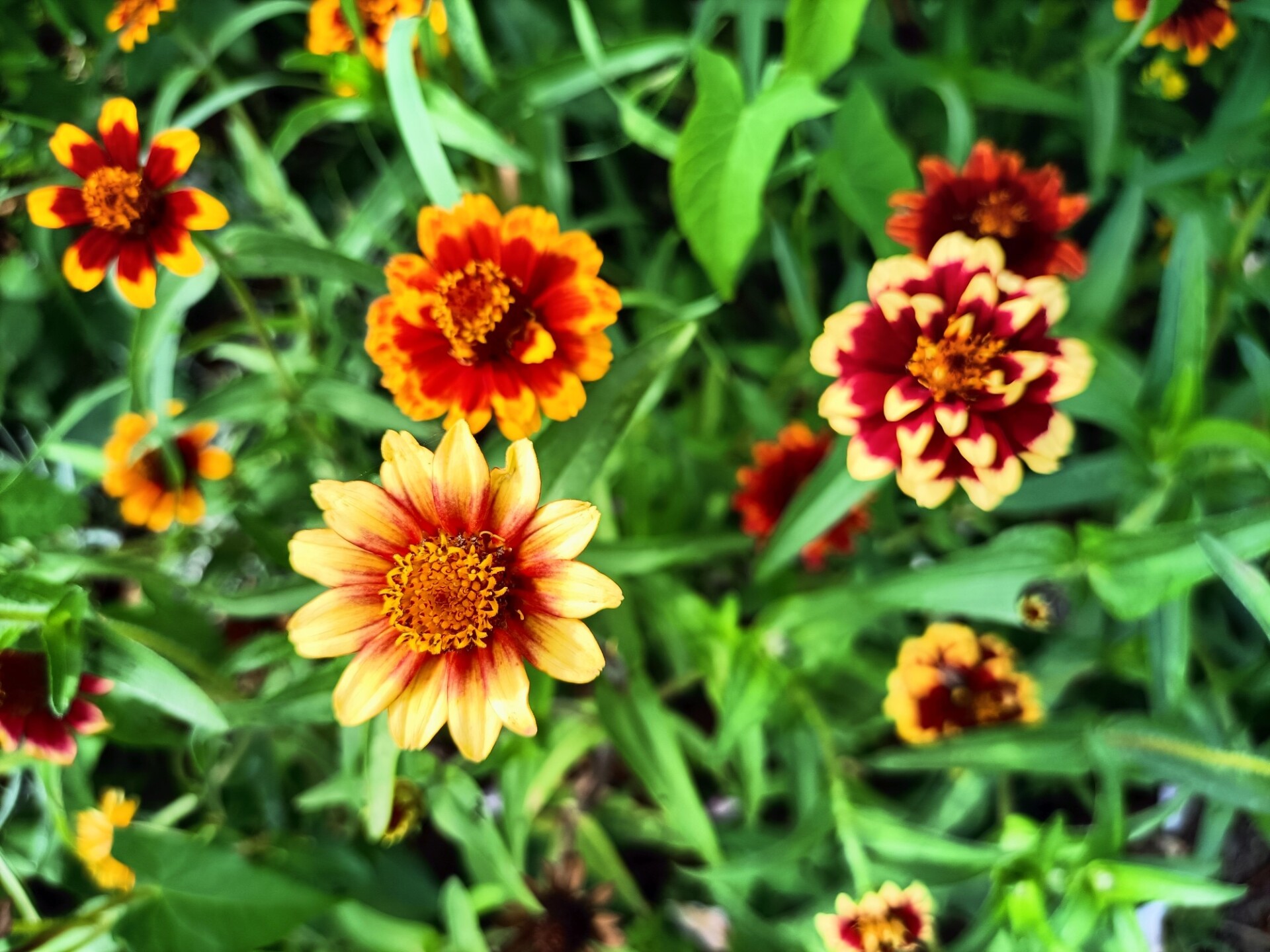 zinnia blooms