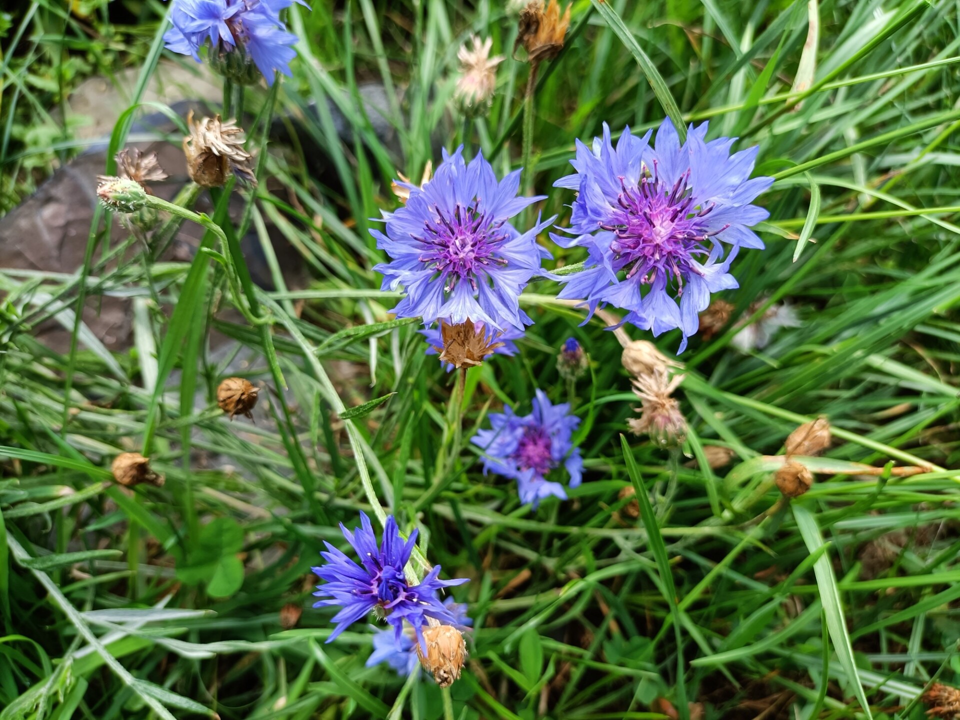 Blue Cornflowers on a meadow