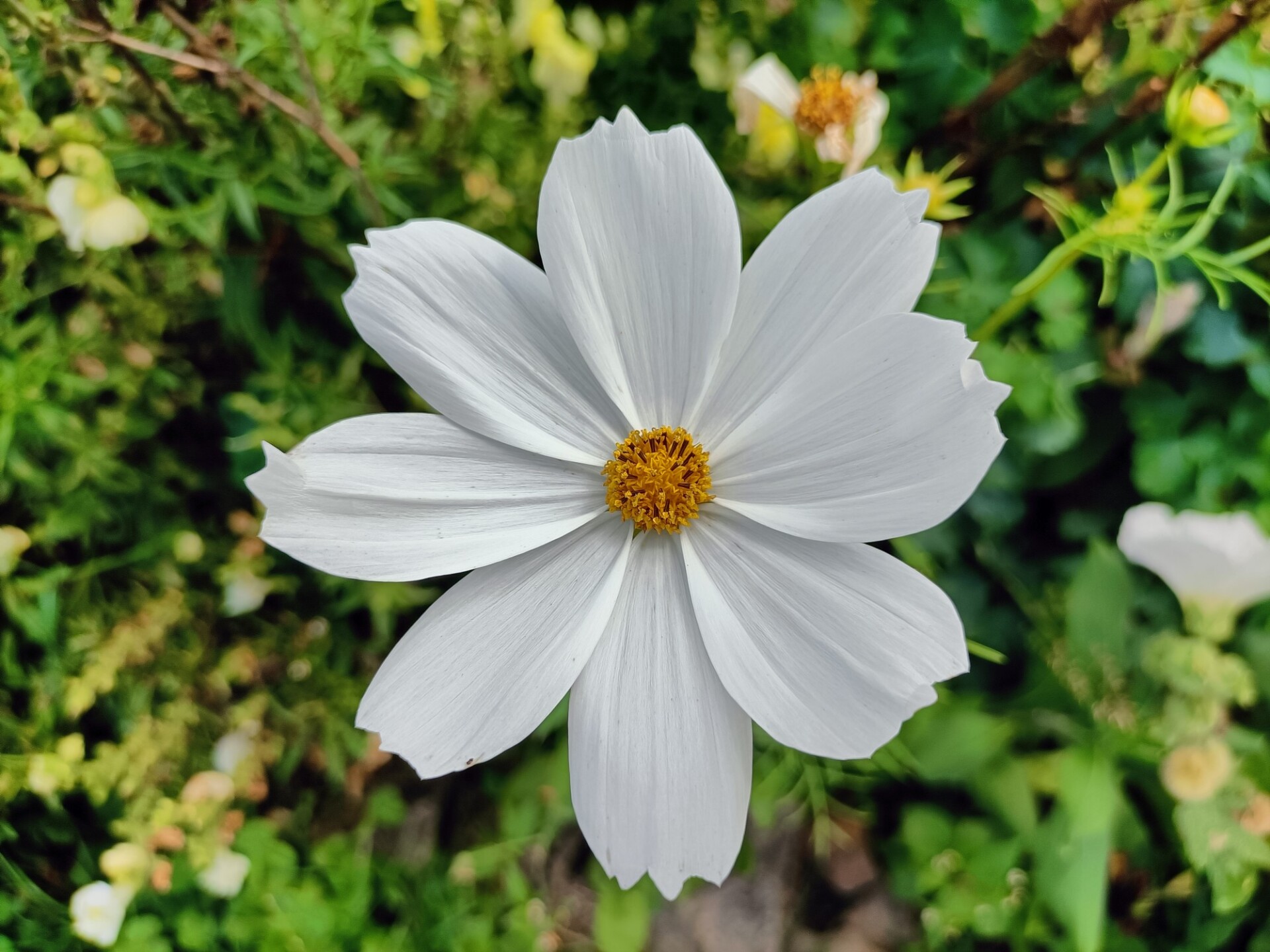 White Cosmos Flower