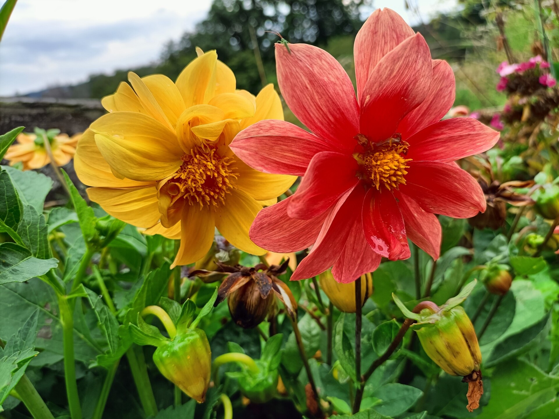 Red and a yellow dahlia flower in the garden