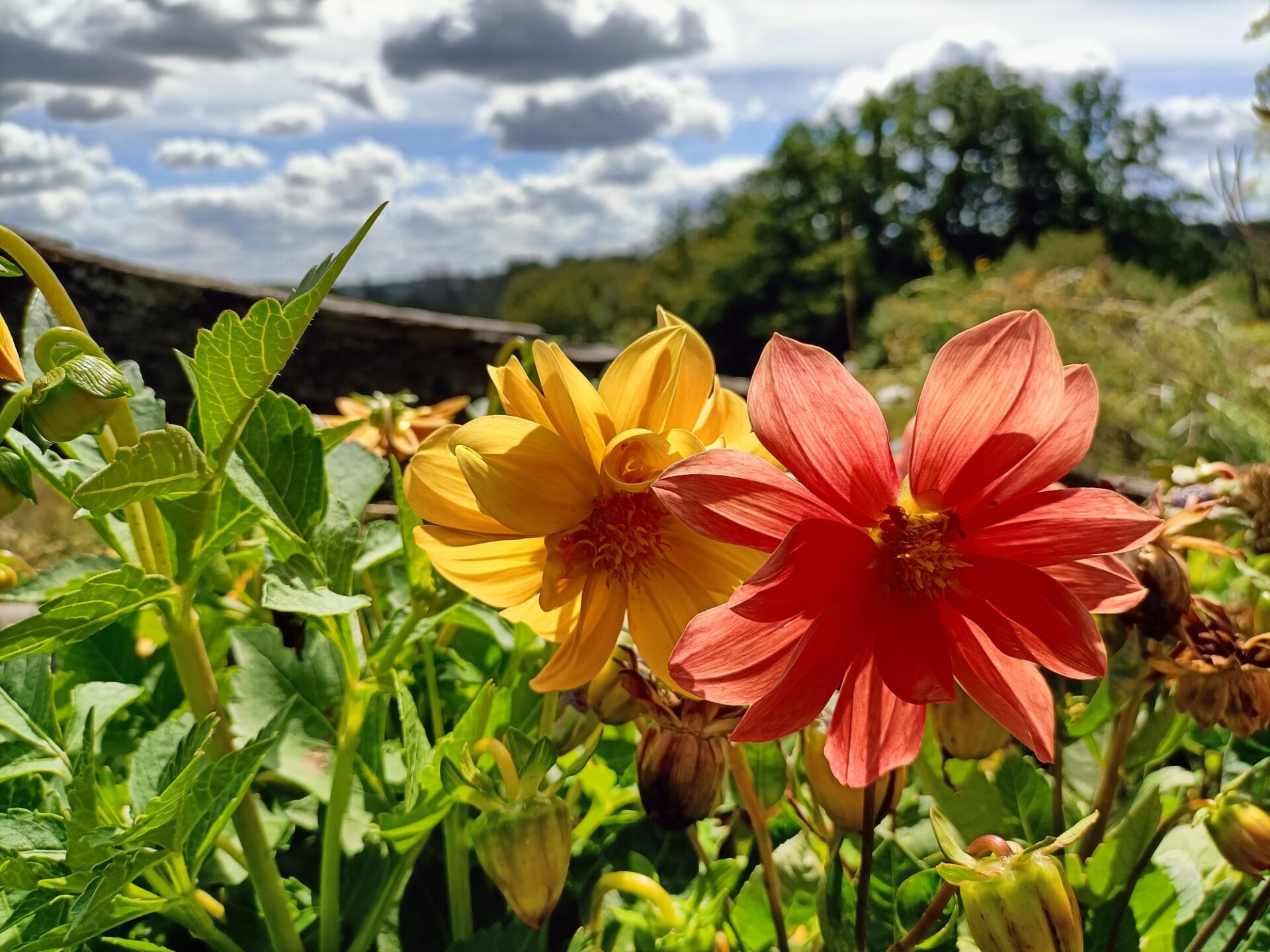 A red and a yellow beautiful flower outdoor in a garden