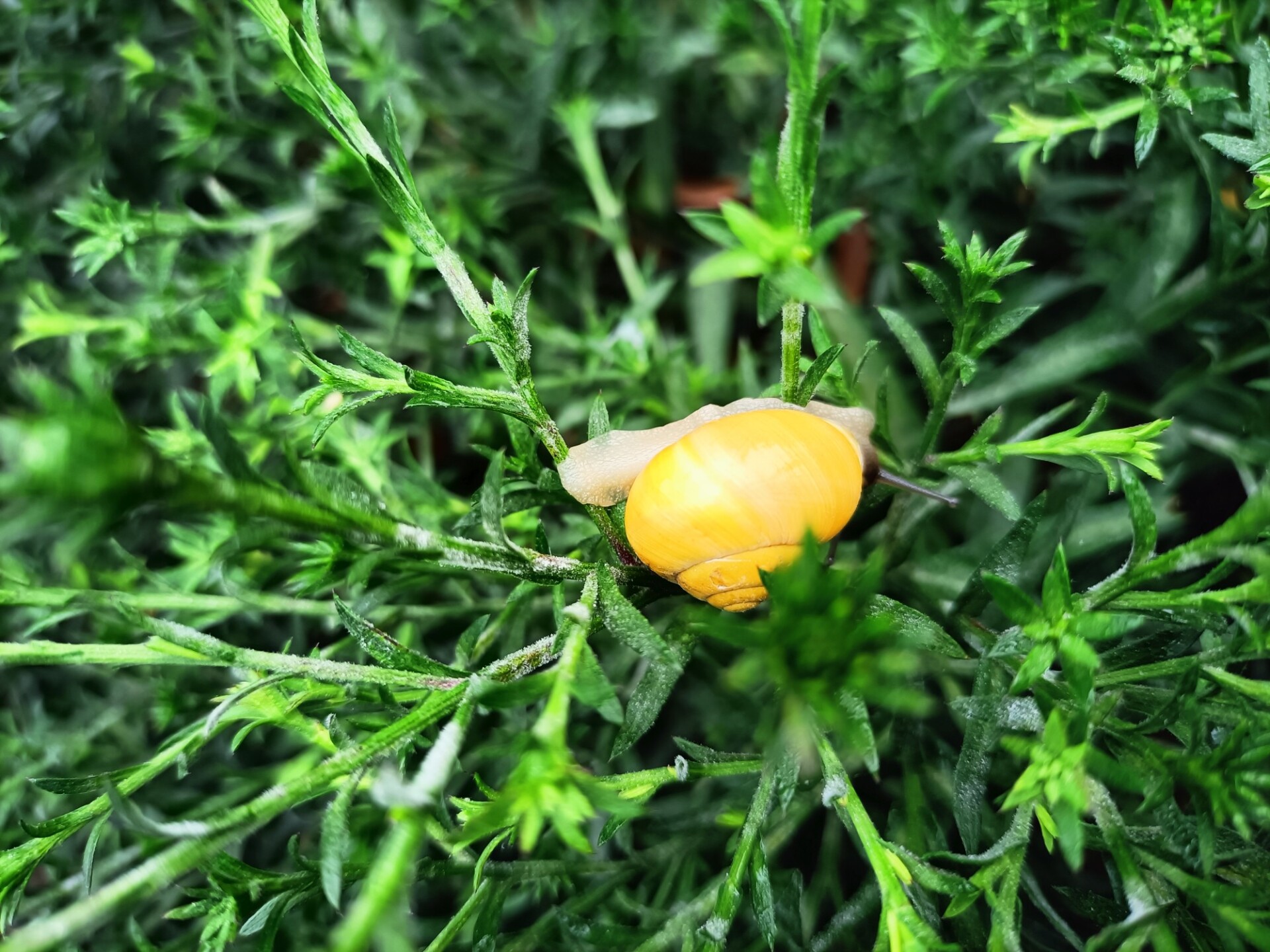Garden snail in bush