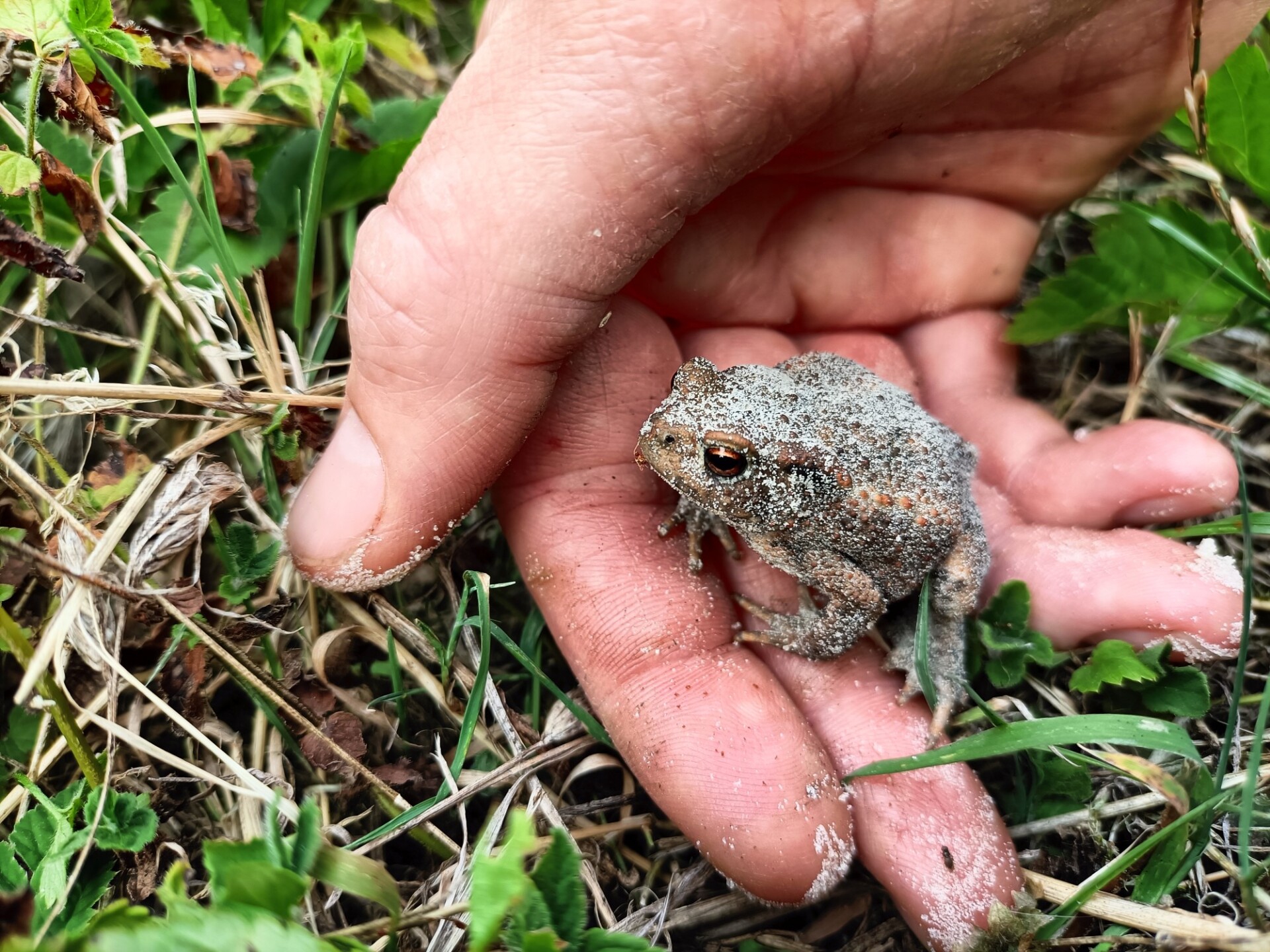 Little toad in hand