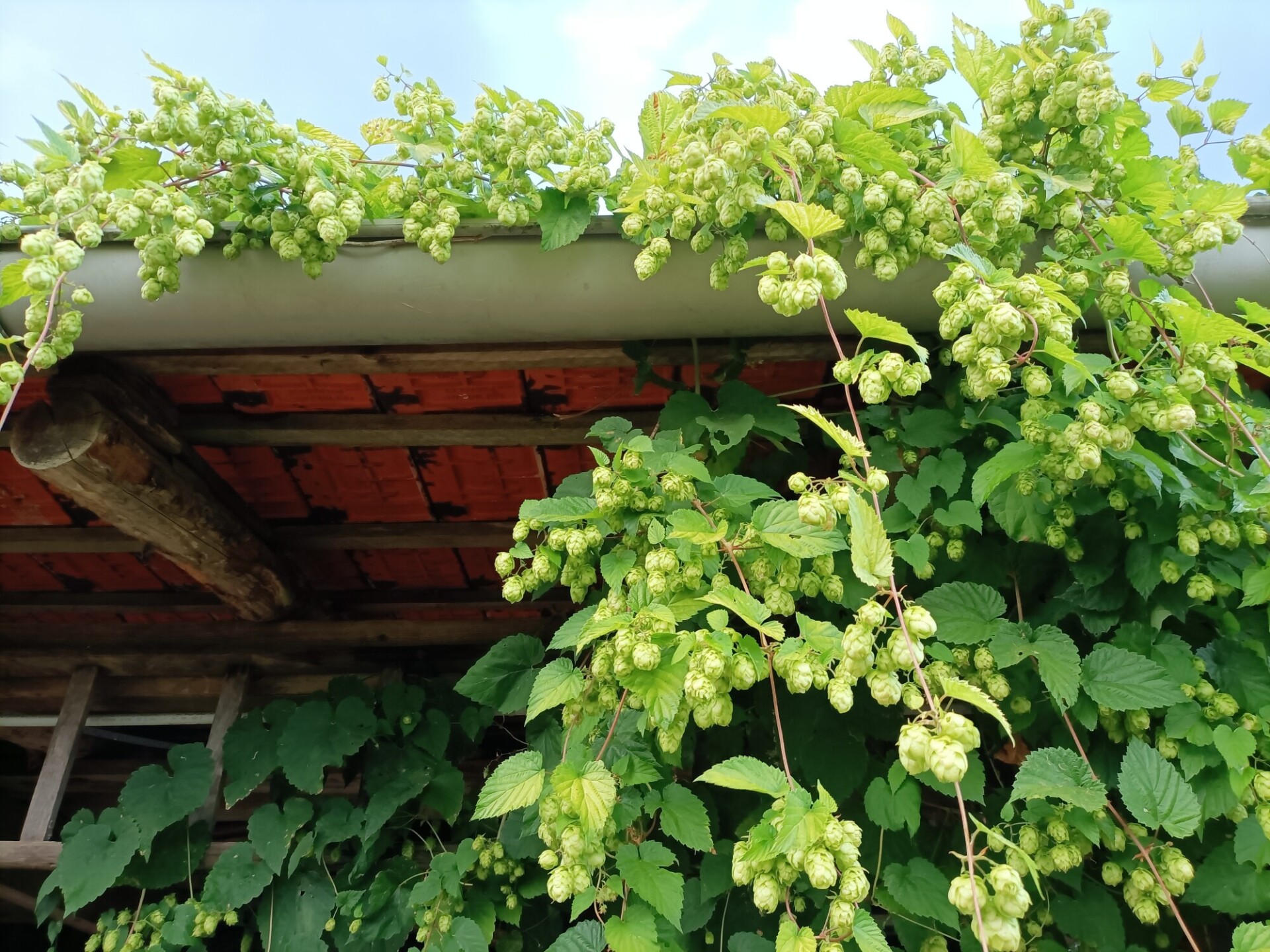 Hops growing on a shed