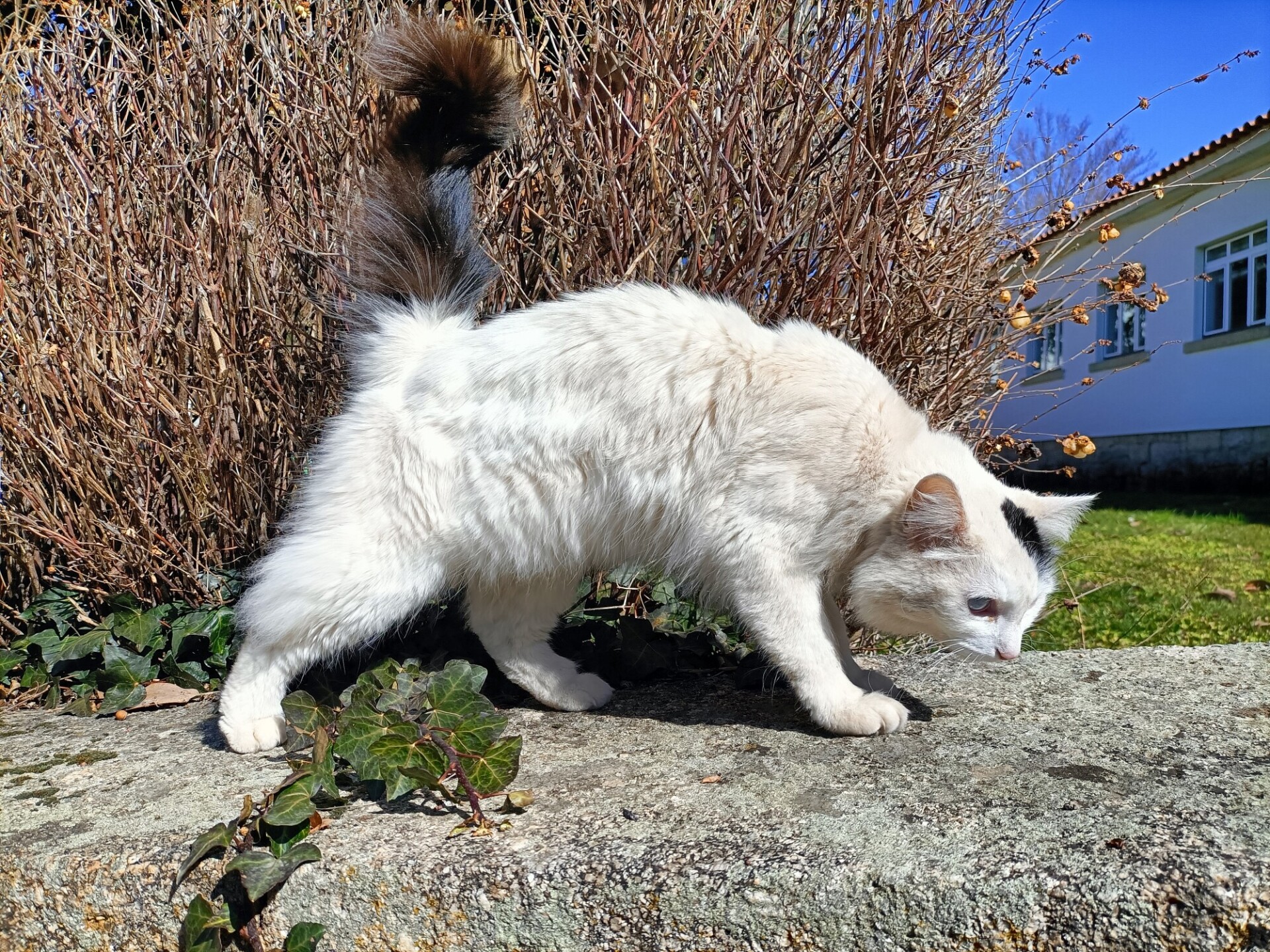 Adorable White Stray Cat with Black Spots