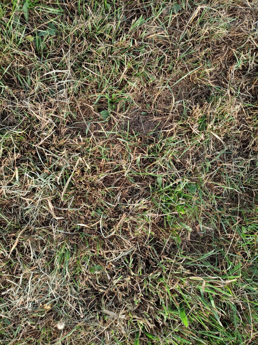 Grass texture