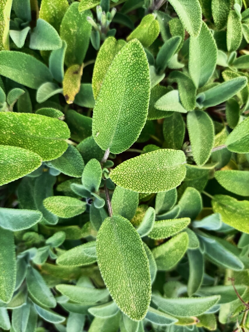 Green sage leaves