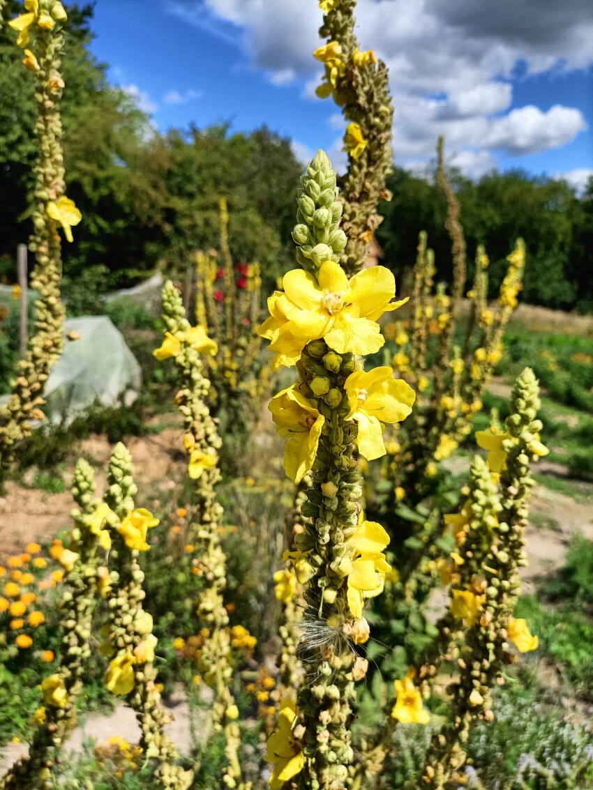 Verbascum thapsus, Yellow Flower