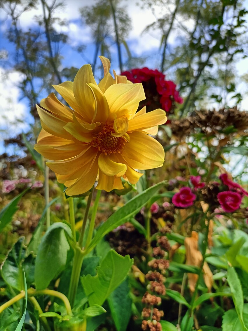Beautiful yellow flower on the wayside