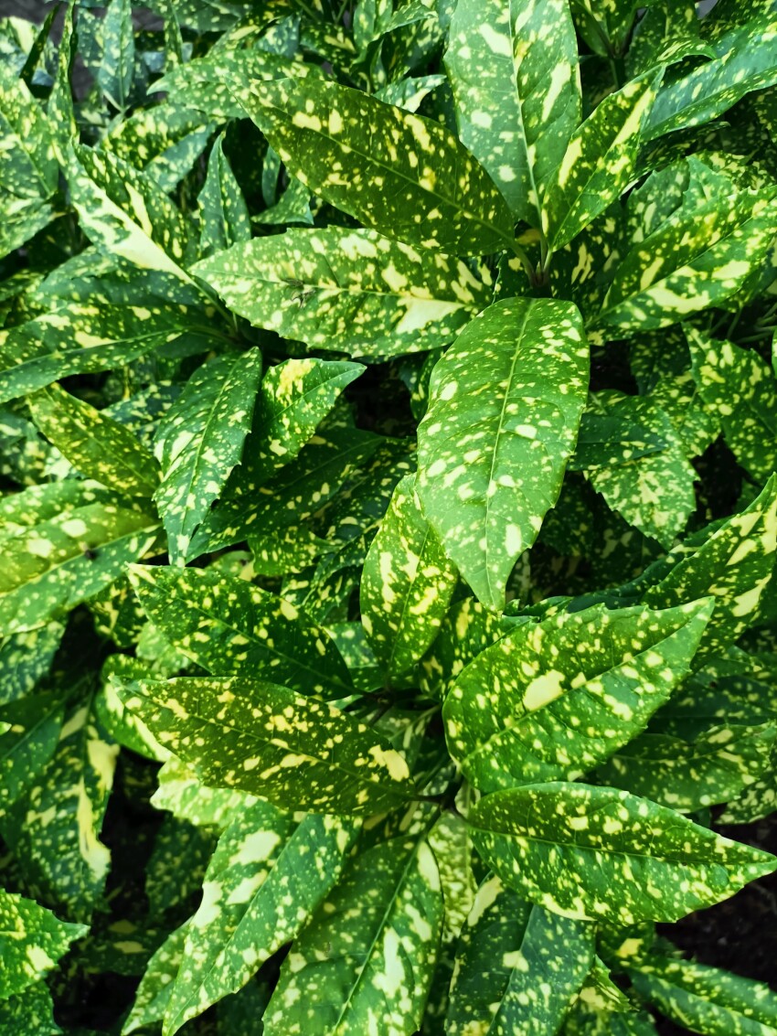 Green dotted leaves background