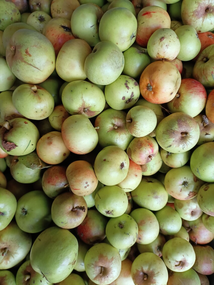 Freshly picked apples from the tree