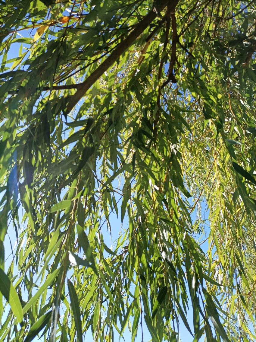 Leaves of a weeping willow