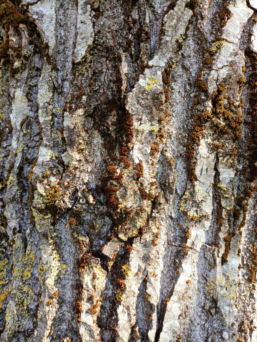 Tree bark texture