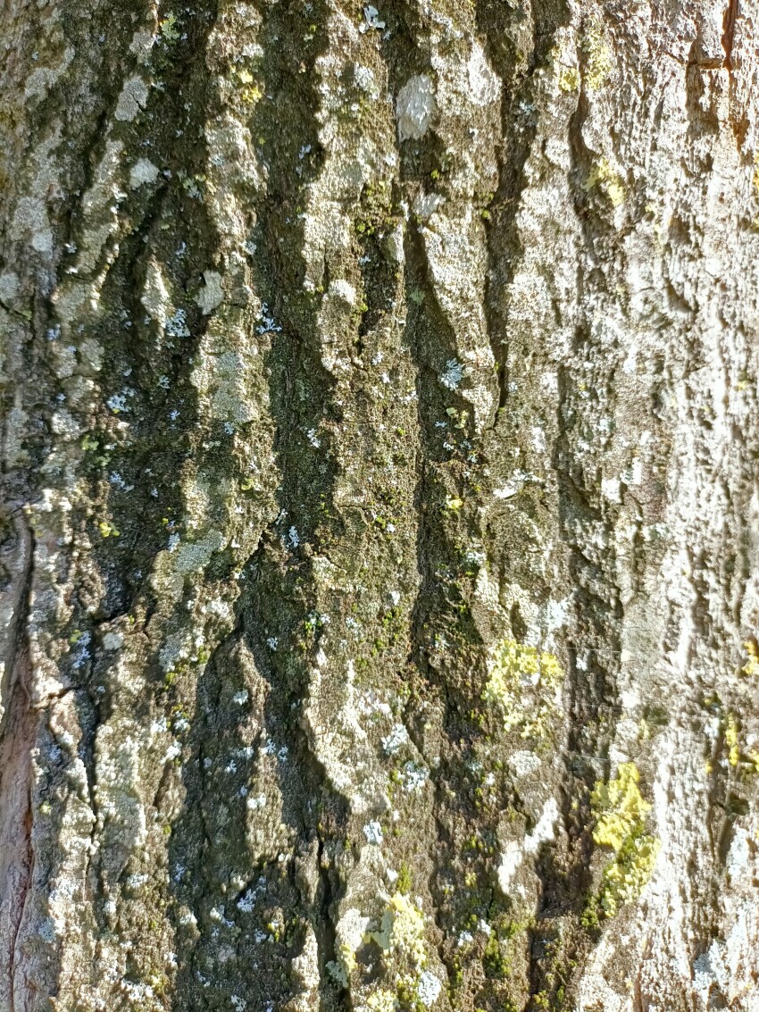 Tree bark texture