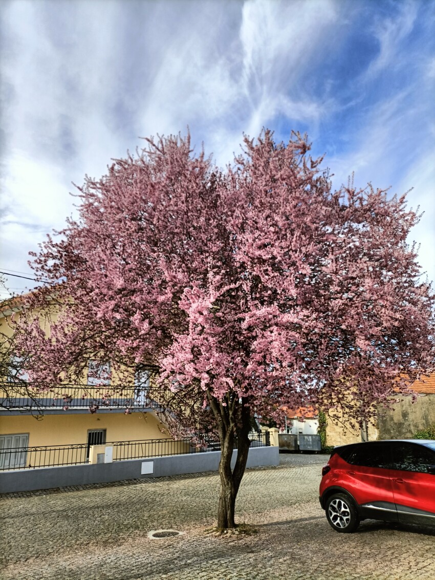 Cherry Blossom Tree in Full Bloom
