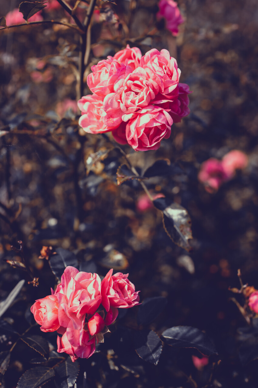 Pink Rose Garden