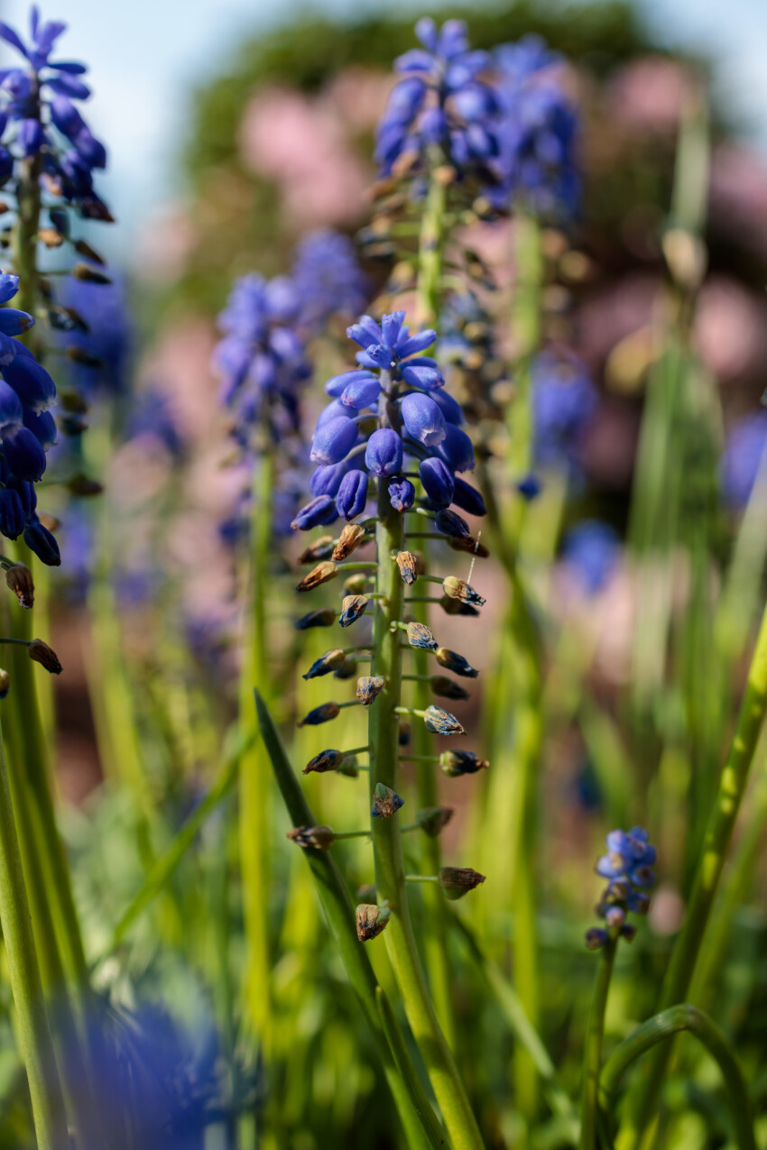 Hyacinths in a garden in May