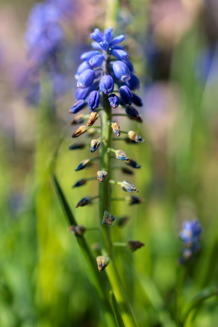 Hyacinth in May